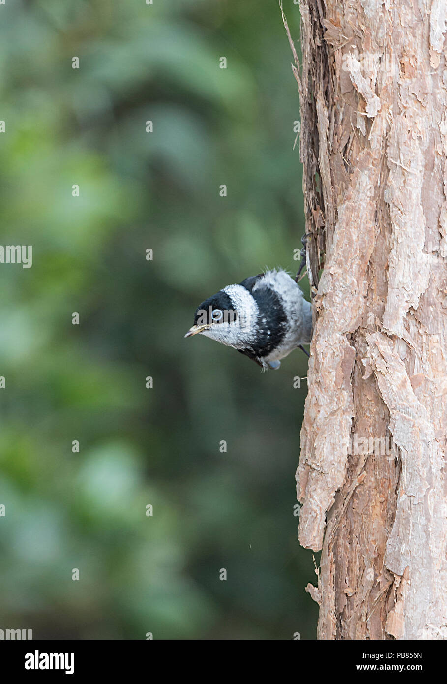 Arses hires stock photography and images Alamy