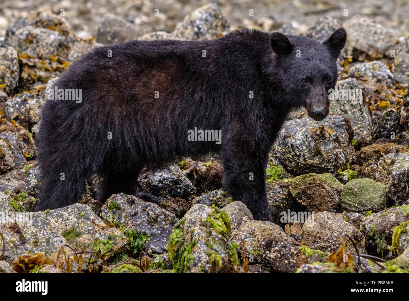 American black bear (Ursus americanus) foraging along the shoreline during low tide in The Broughton Archipelago, Great Bear Rainforest, First Nations Stock Photo