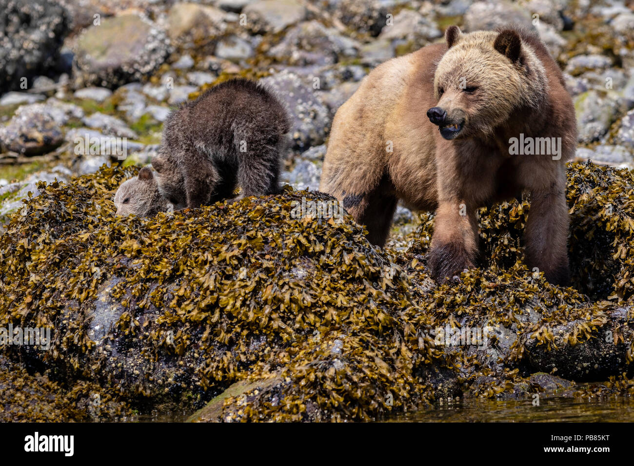 Grizzly bear (Ursus arctos horribilis) sow with two cubs feasting along the shoreline at low tide in Glendale Cove, Knight Inlet, First Nations Territ Stock Photo