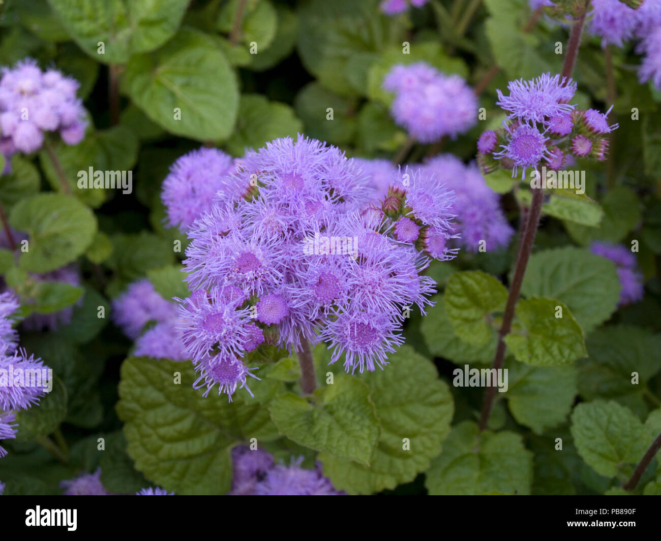 Ageratum flowers on the bed Stock Photo