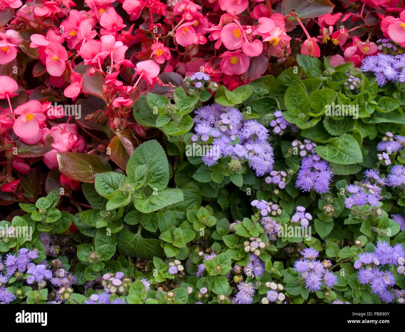 Begonia and Ageratum flowers on the bed Stock Photo