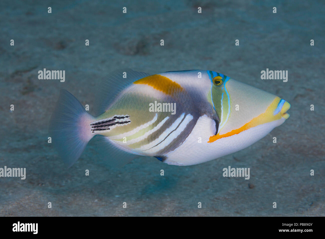 The picasso triggerfish or lagoon triggerfish or blackbar triggerfish or picassofish, Rhinecanthus aculeatus, is often refered to as the humuhumunukun Stock Photo