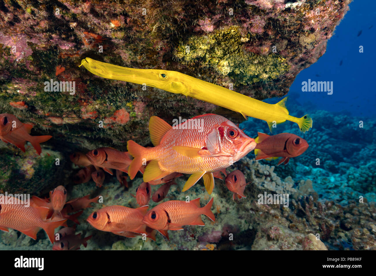 Behind this trumpetfish, Aulostomus chinensis, is a single longjaw squirrelfish, Sargocentron spiniferum and a school of bigscale soldierfish, Myripri Stock Photo