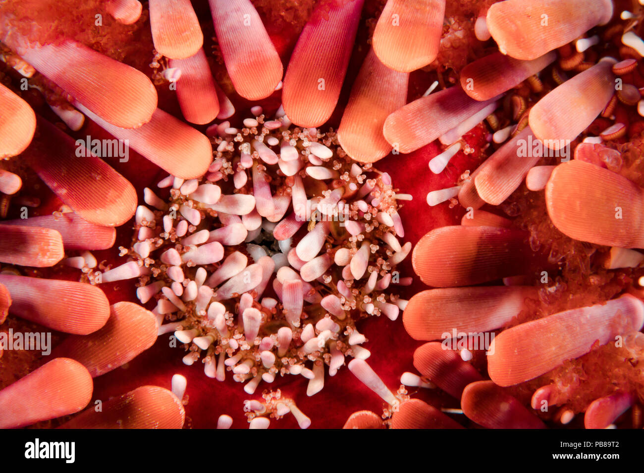 Sea urchin mouth hires stock photography and images Alamy