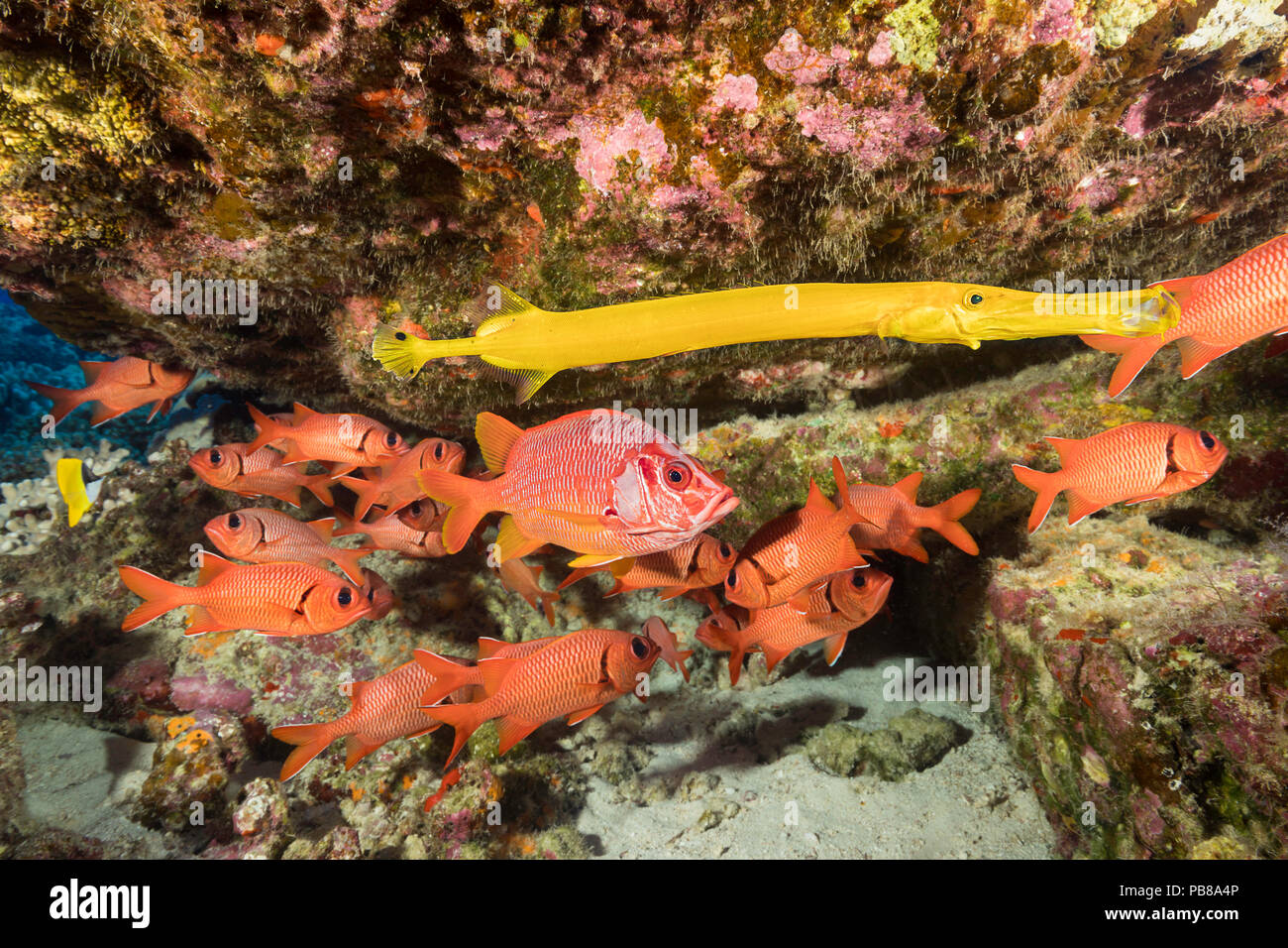 Hawaiian reef fish incuding a yellow trumpetfish, Aulostomus chinensis, longjaw squirrelfish, Sargocentron spiniferum, and a school of bigscale soldie Stock Photo