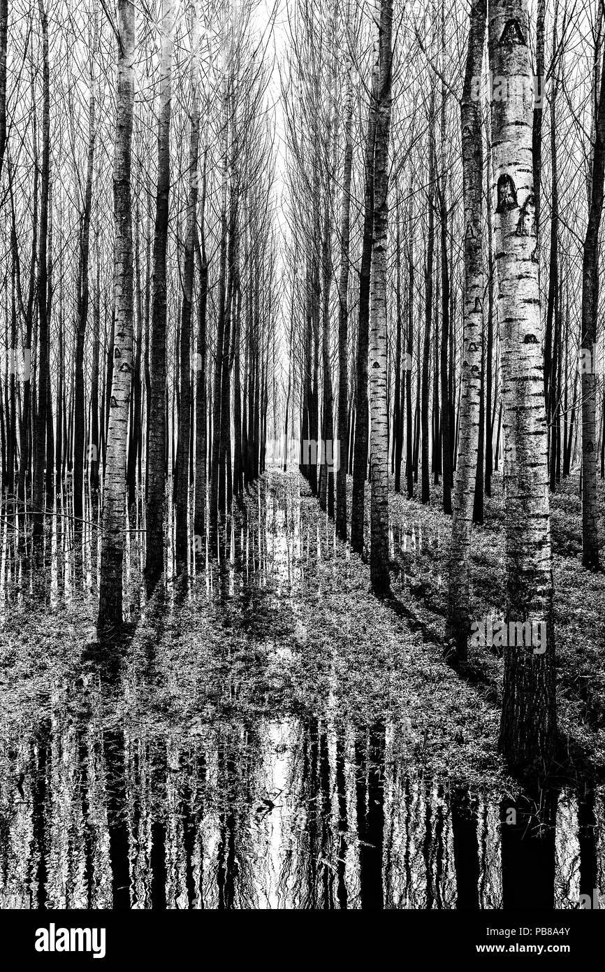 THE SYMMETRIC FOREST-VERTICAL VERSION Stock Photo - Alamy