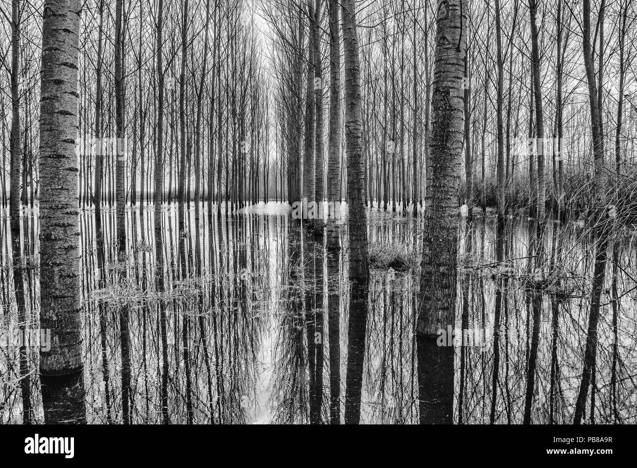 SYMMETRIES IN THE SUBMERGED FOREST Stock Photo