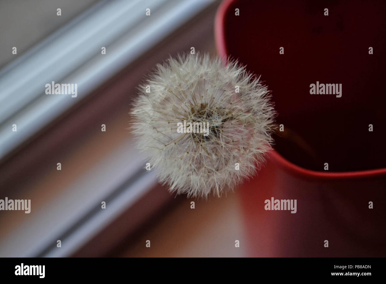 Closeup of fluffy dandelion in red enamel cup Stock Photo