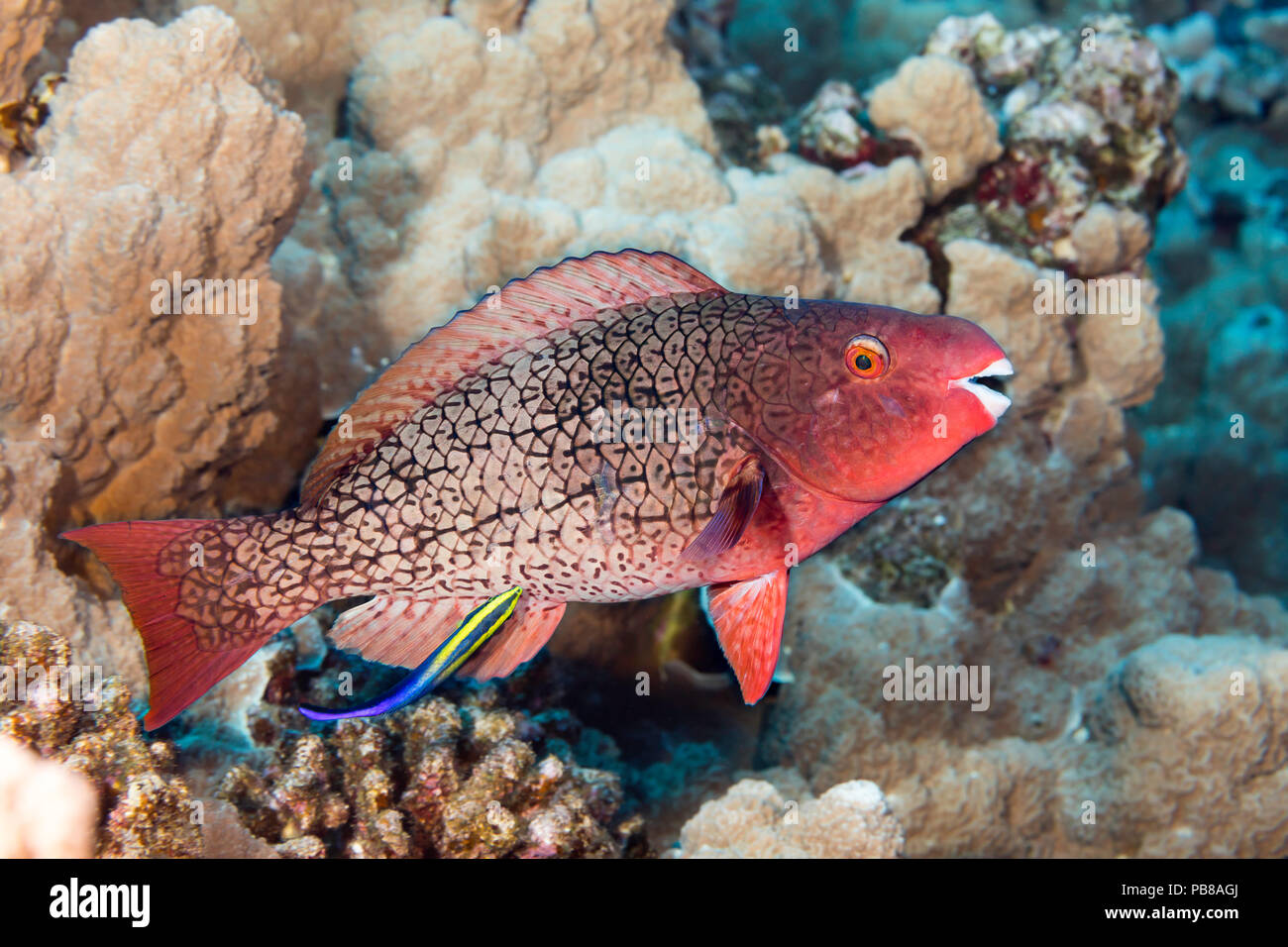 The initial phase of a redlip parrotfish, Scarus rubroviolaceus. This individual is being cleaned by an endemic Hawaiian cleaner wrasse, Labroides pht Stock Photo