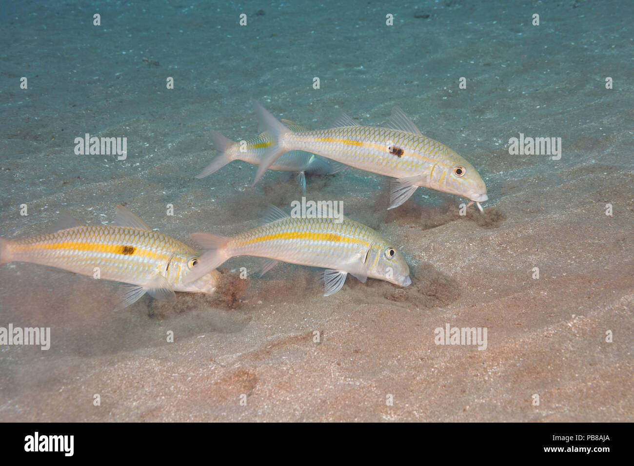 Yellowstripe goatfish, Mulloidichthys flavolineatus, foraging in the sand with their specially designed barbels to search for prey, Hawaii. Stock Photo