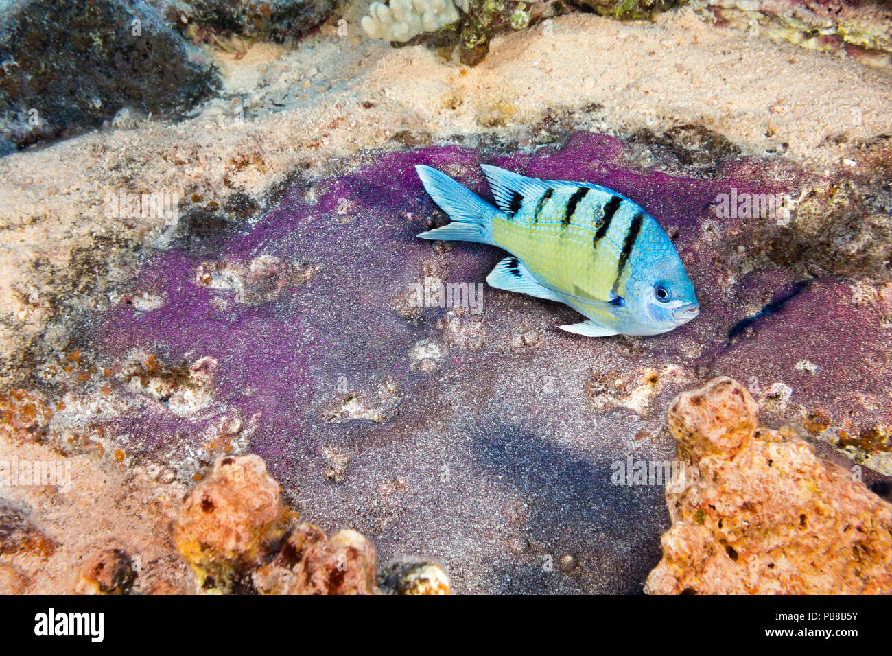 This endemic male Hawaiian sergeant, Abudefduf abdominalis, has sucessfully created a nesting site where a female has layed it’s eggs, which will be g Stock Photo