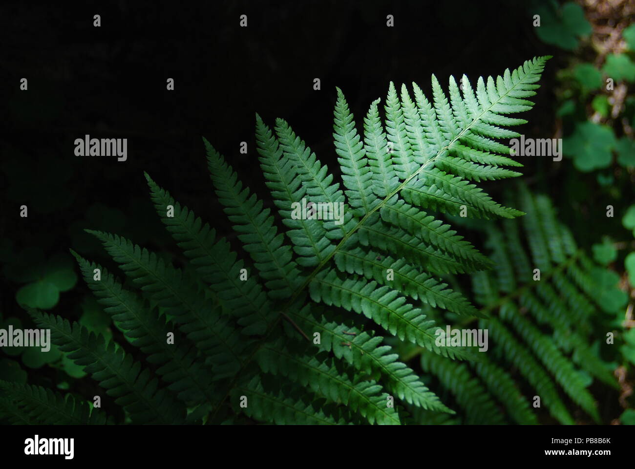 New zealand tree ferns dicksonia hi-res stock photography and images ...