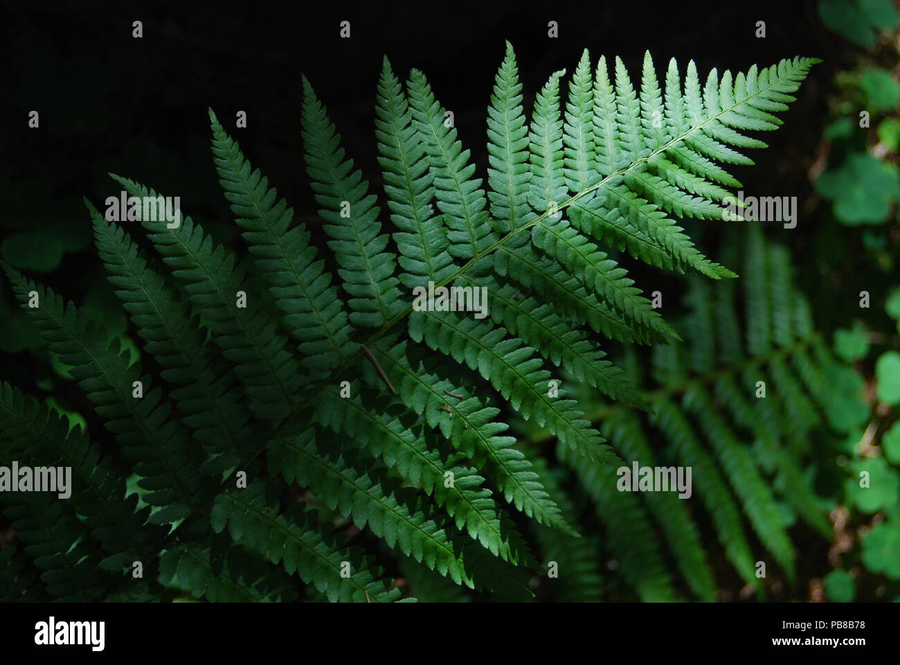 New zealand tree ferns dicksonia hi-res stock photography and images ...