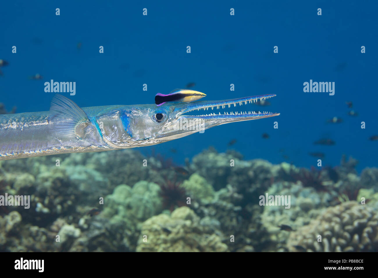 The endemic Hawaiian cleaner wrasse, Labroides phthirophagus, is taking a close look for parasites on this crocodile needlefish, Tylosurus crocodilus, Stock Photo
