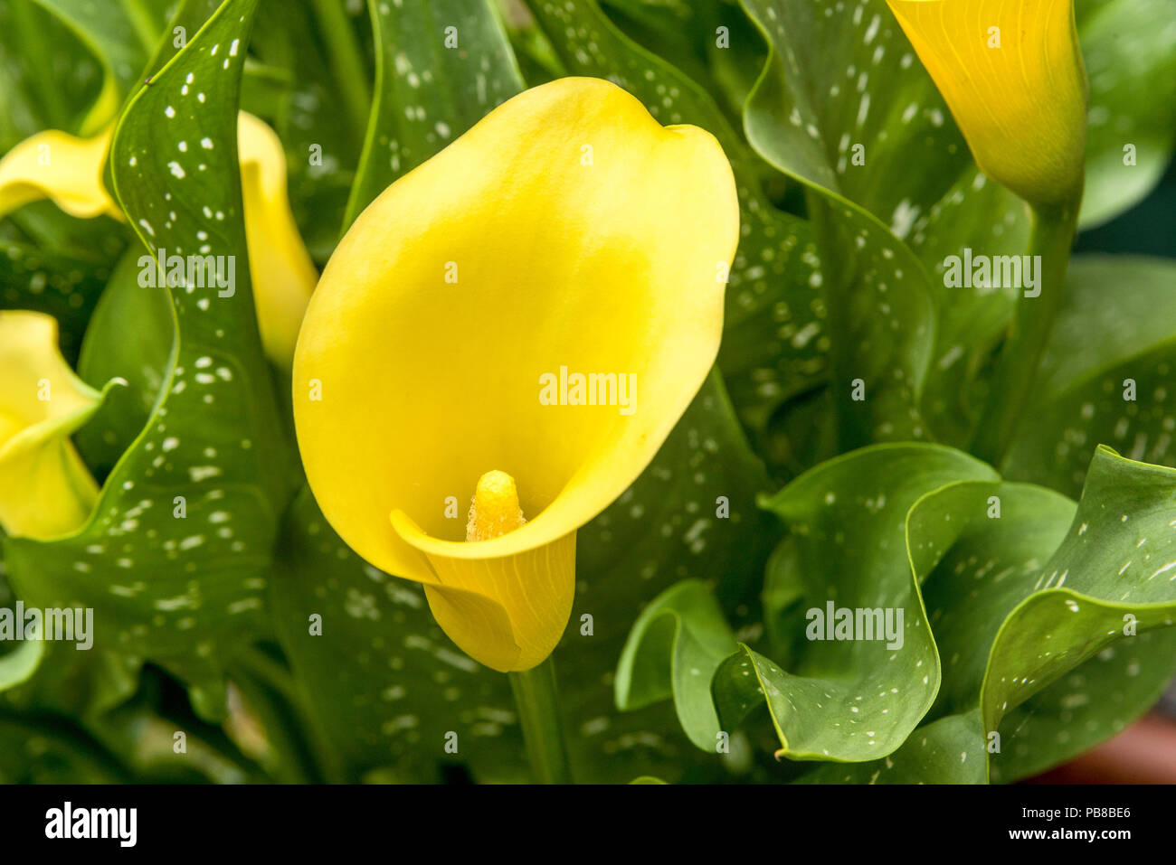 Lily. Lilies. Plant Stock Photo