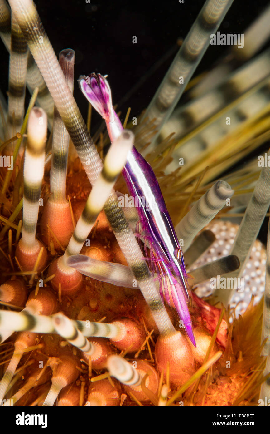 A tiny white-strip urchin shrimp, Stegopontonia commensalis, clinging to the spines of a juvinile banded urchin, Echinothrix calamaris, Maui, Hawaii. Stock Photo