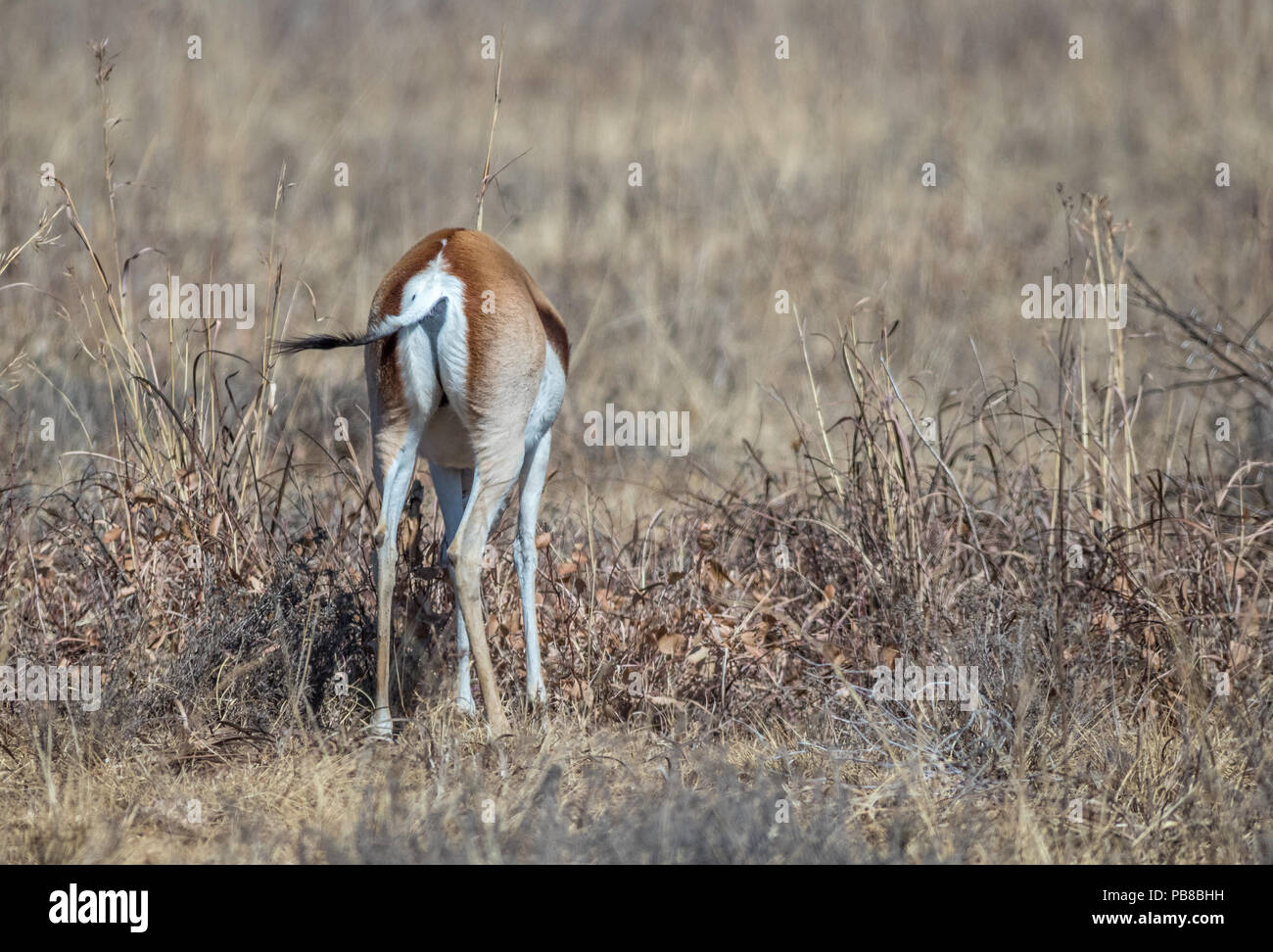 The springbok is a medium-sized antelope found mainly in southern and southwestern Africa image in landscape format with copy space Stock Photo