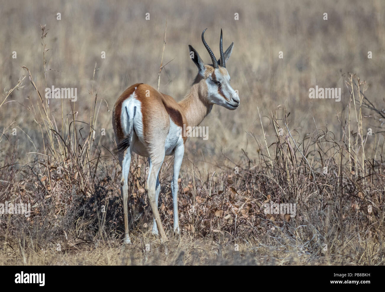 The springbok is a medium-sized antelope found mainly in southern and southwestern Africa image in landscape format with copy space Stock Photo