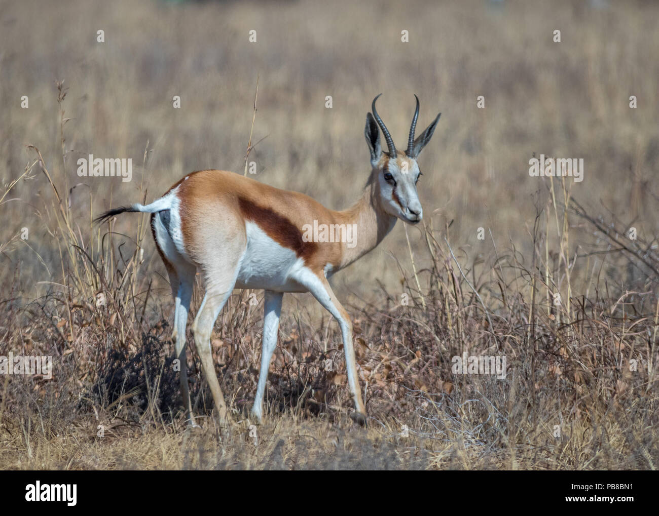 The springbok is a medium-sized antelope found mainly in southern and southwestern Africa image in landscape format with copy space Stock Photo
