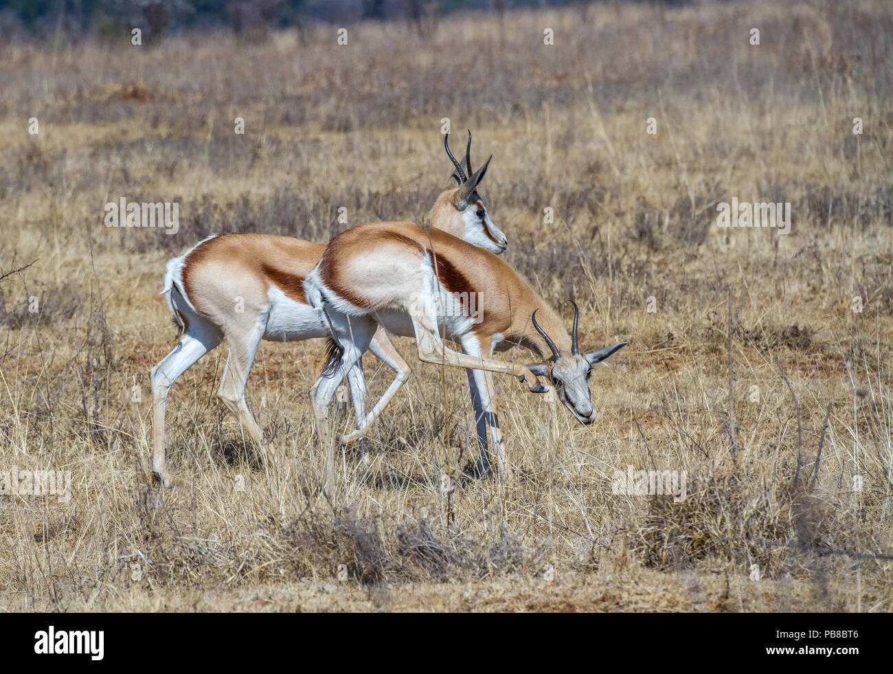 The springbok is a medium-sized antelope found mainly in southern and southwestern Africa image in landscape format with copy space Stock Photo