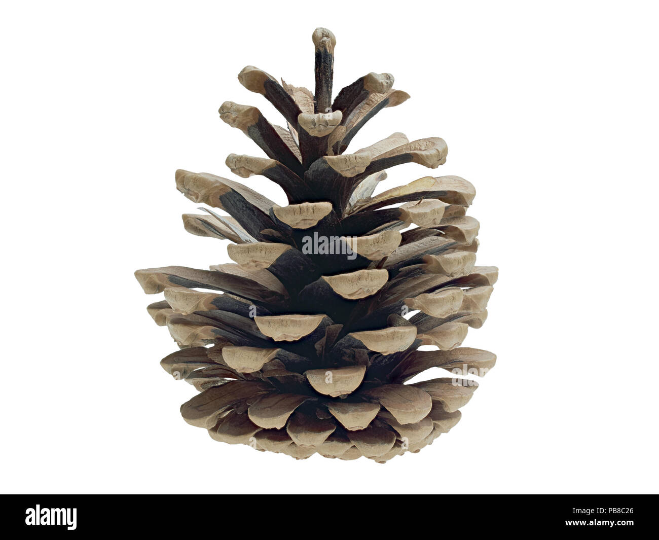 Pine cone isolated on white background Stock Photo - Alamy