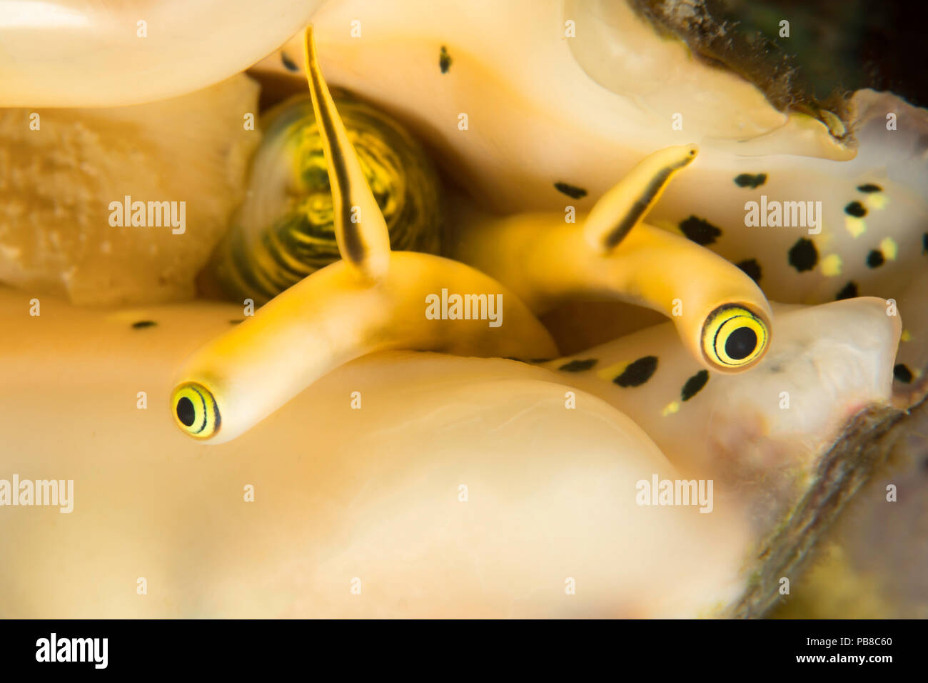 A close look at the eye stocks of an elegant conch, Lentigo pipus, Philippines. Stock Photo