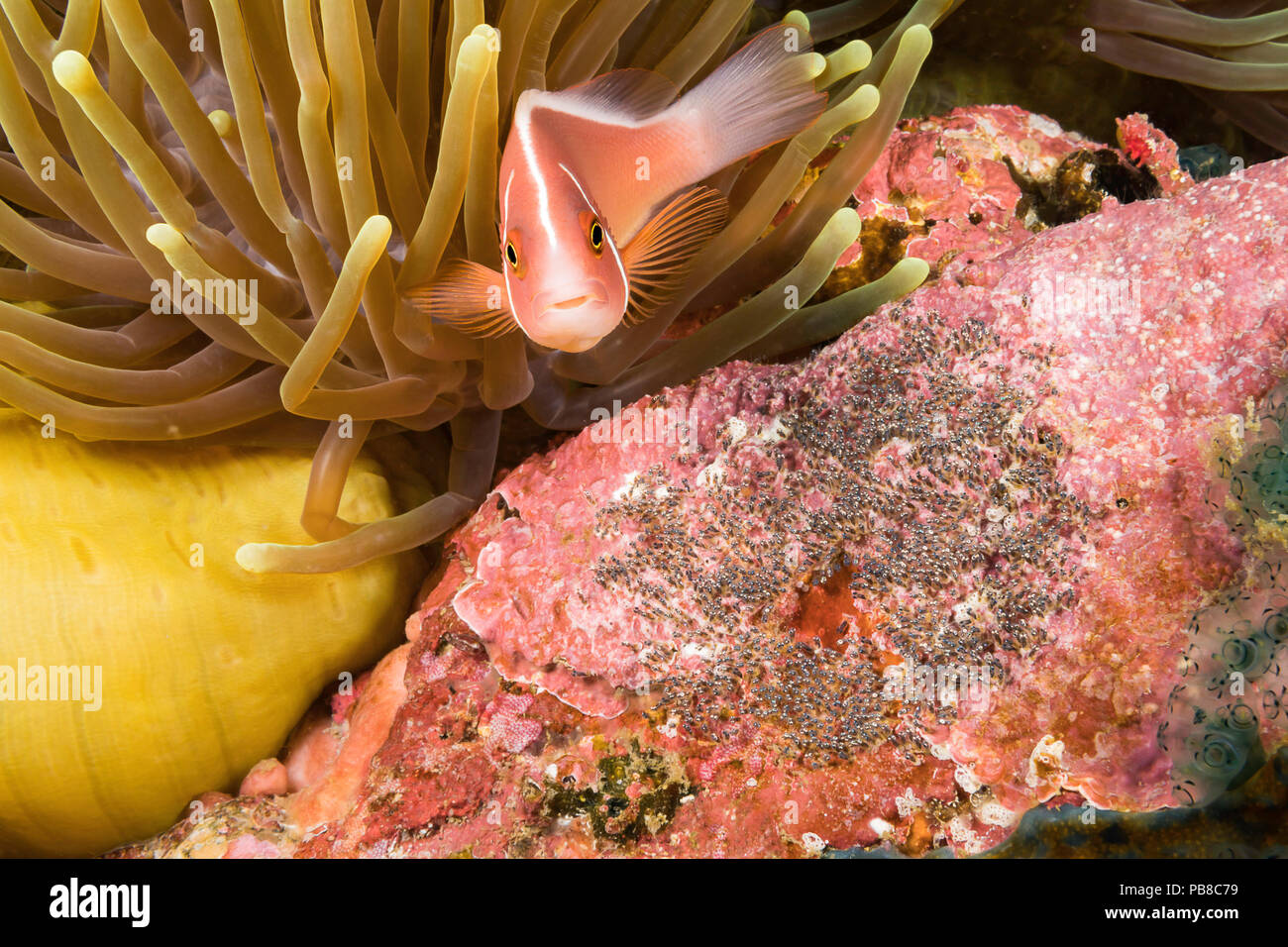 This common anemonefish, Amphiprion perideraion, is most often found associated with the anemone, Heteractis magnifica, as pictured here. The eyes of  Stock Photo