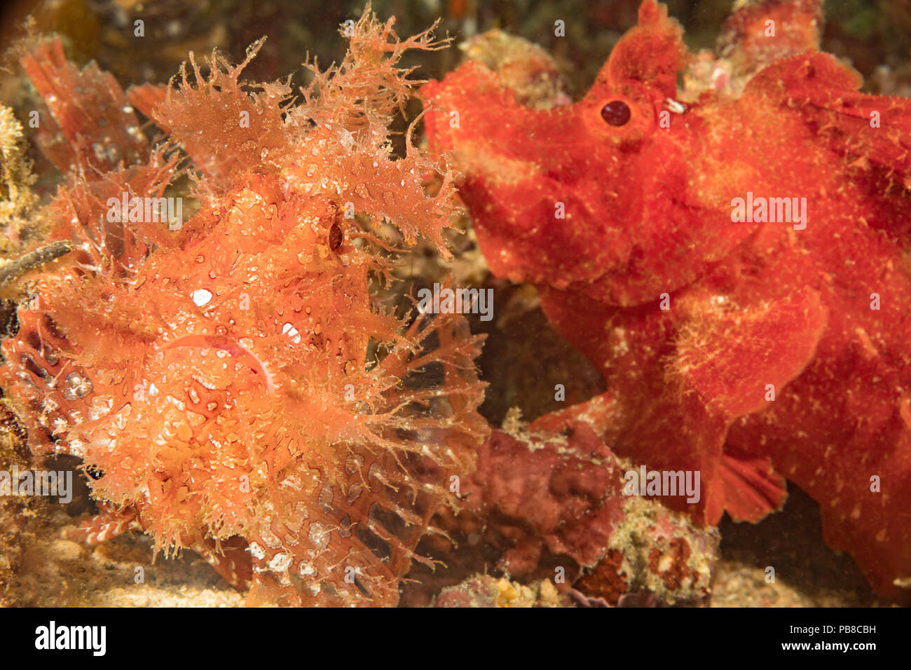 Two species of scorpionfish together. A weedy scorpionfish, Rhinopias frondosa, looks straight on with a red paddle-flap scorpionfish, Rhinopias eschm Stock Photo