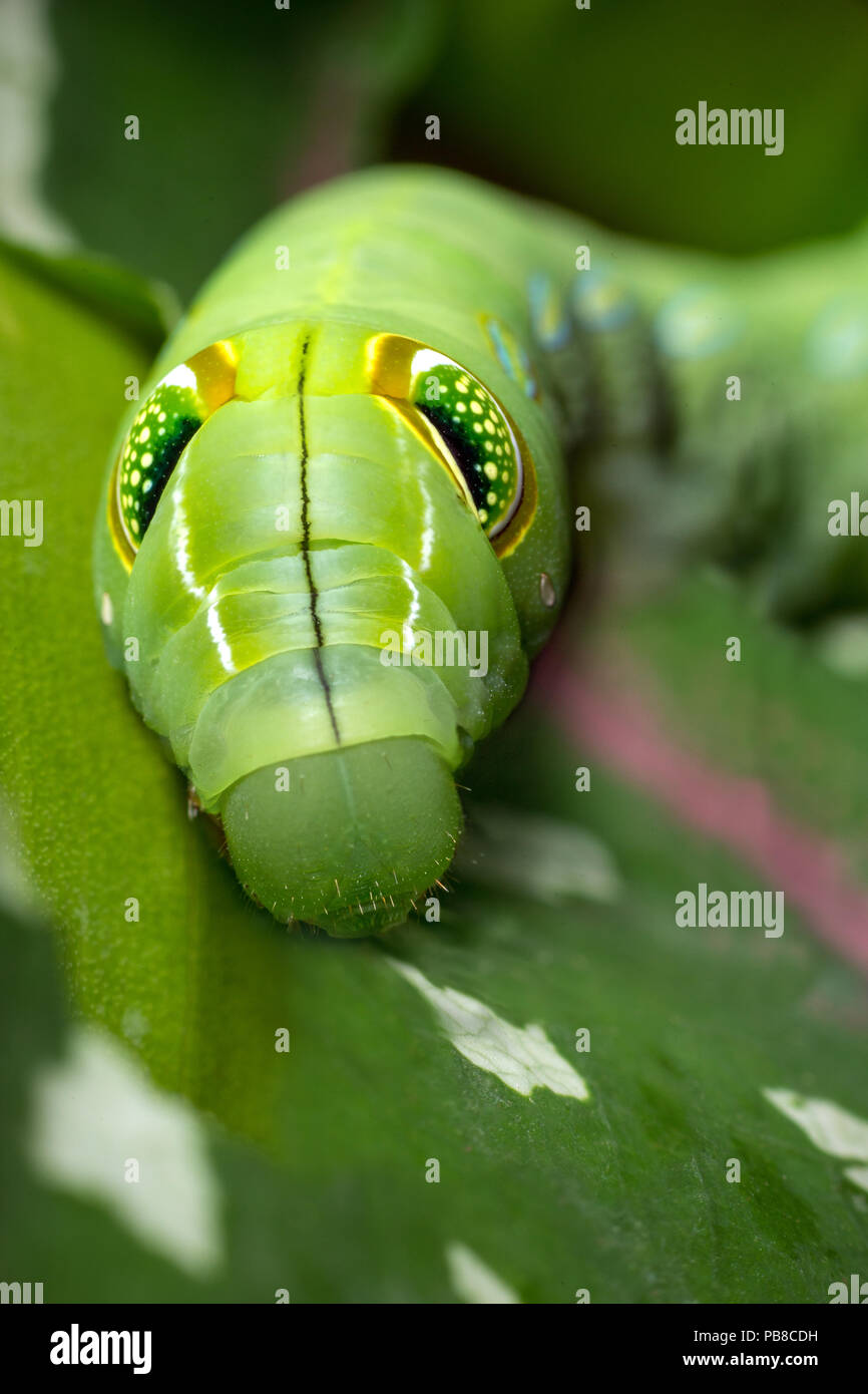 Silver striped hawk moth caterpillar hires stock photography and