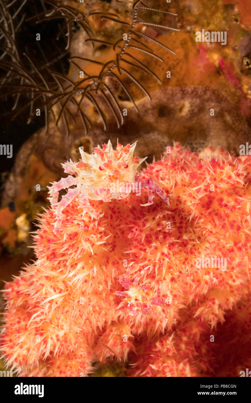 The body of the soft coral spider crab, Hoplophrys oatesii, is covered with spines to mimic the polyps of the alcyonarian coral on which it lives, Phi Stock Photo
