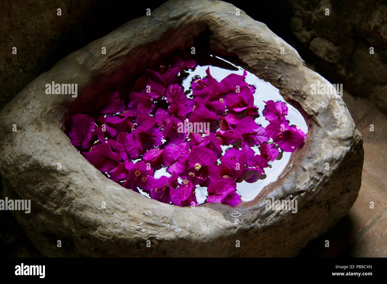Huge concrete bowl with floating purple bougainvillaea flowers Stock Photo