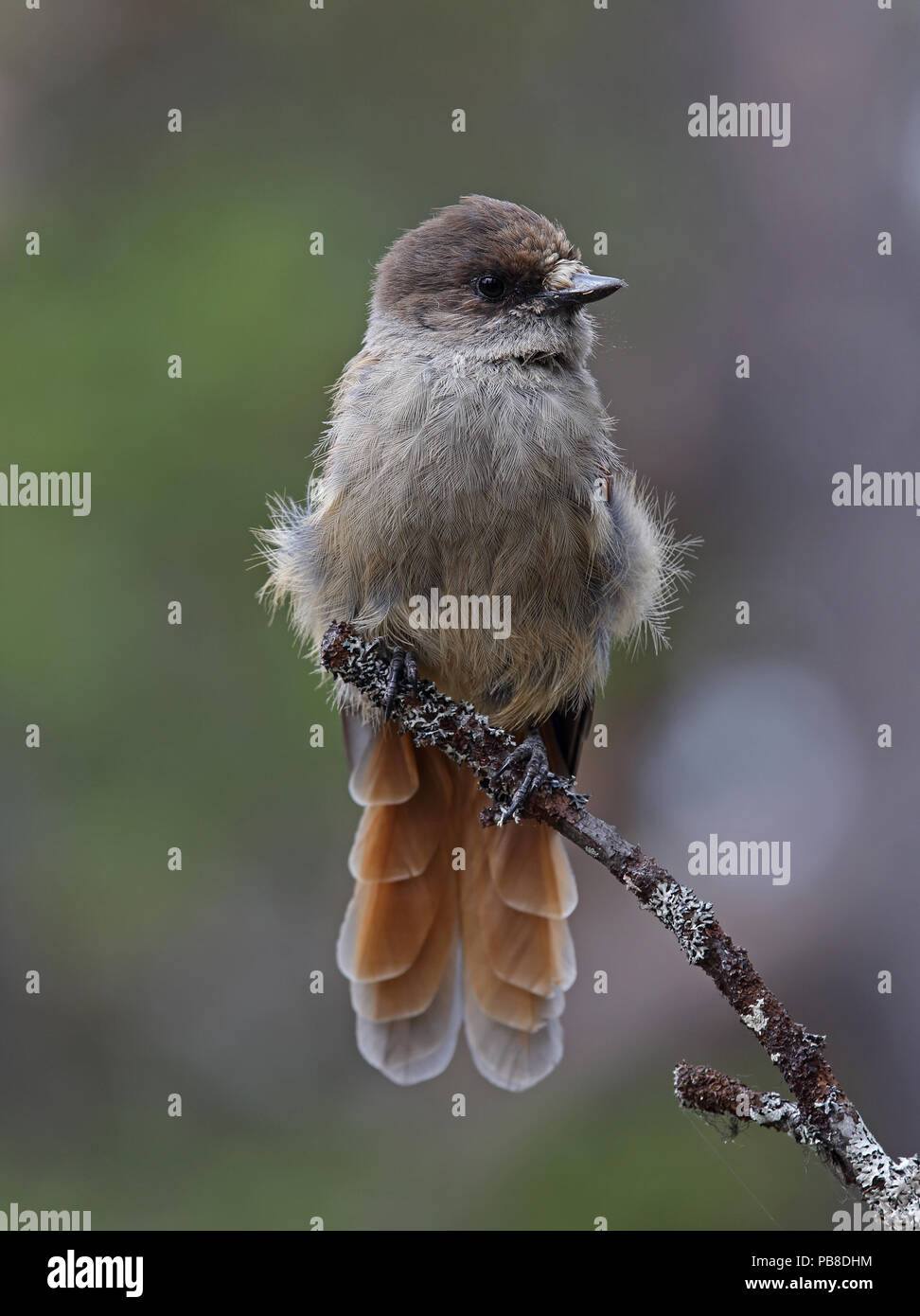 Siberian jay, Perisoreus infaustus Stock Photo Alamy