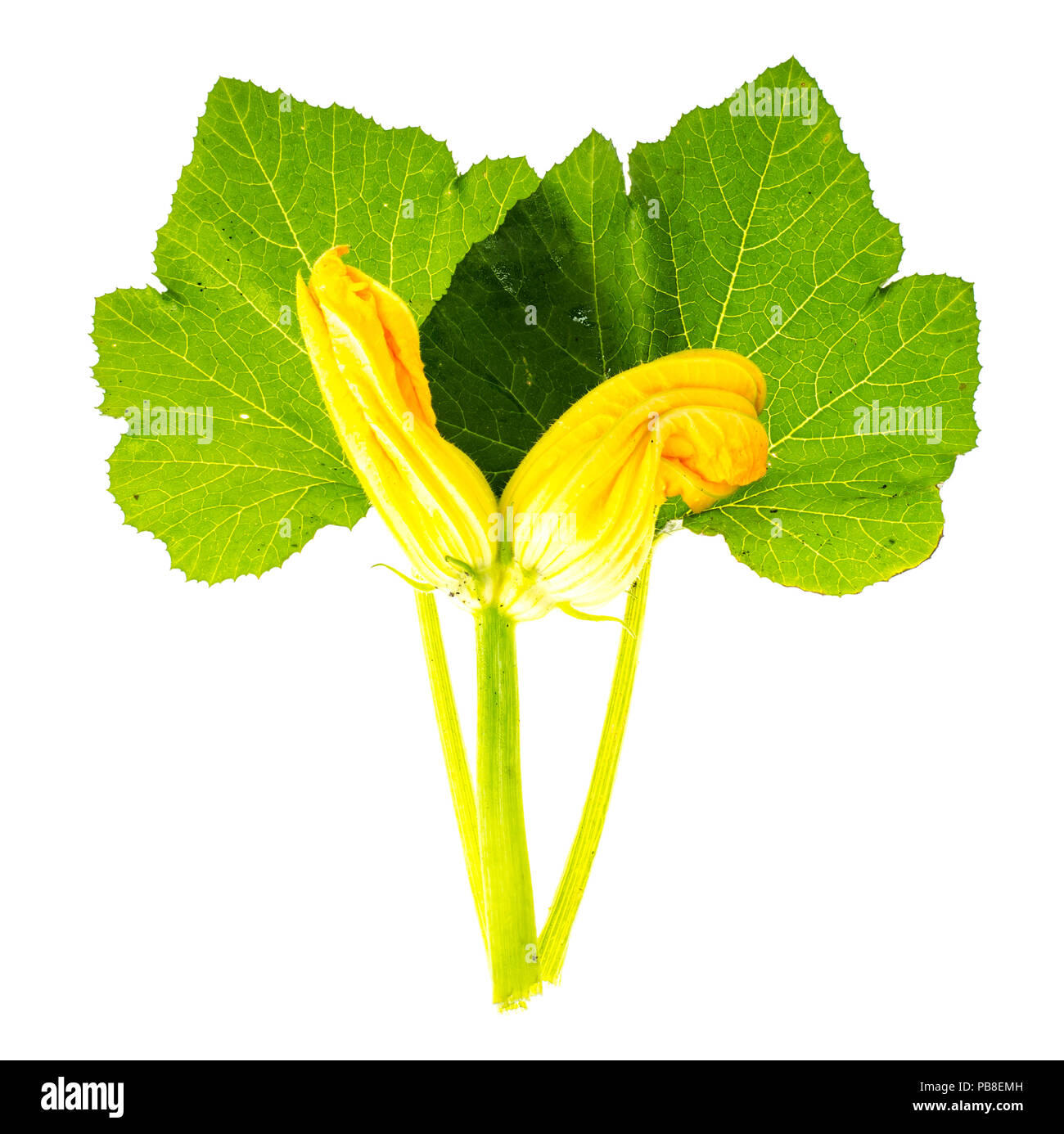 Leaves and flower of zucchini. Studio Photo Stock Photo