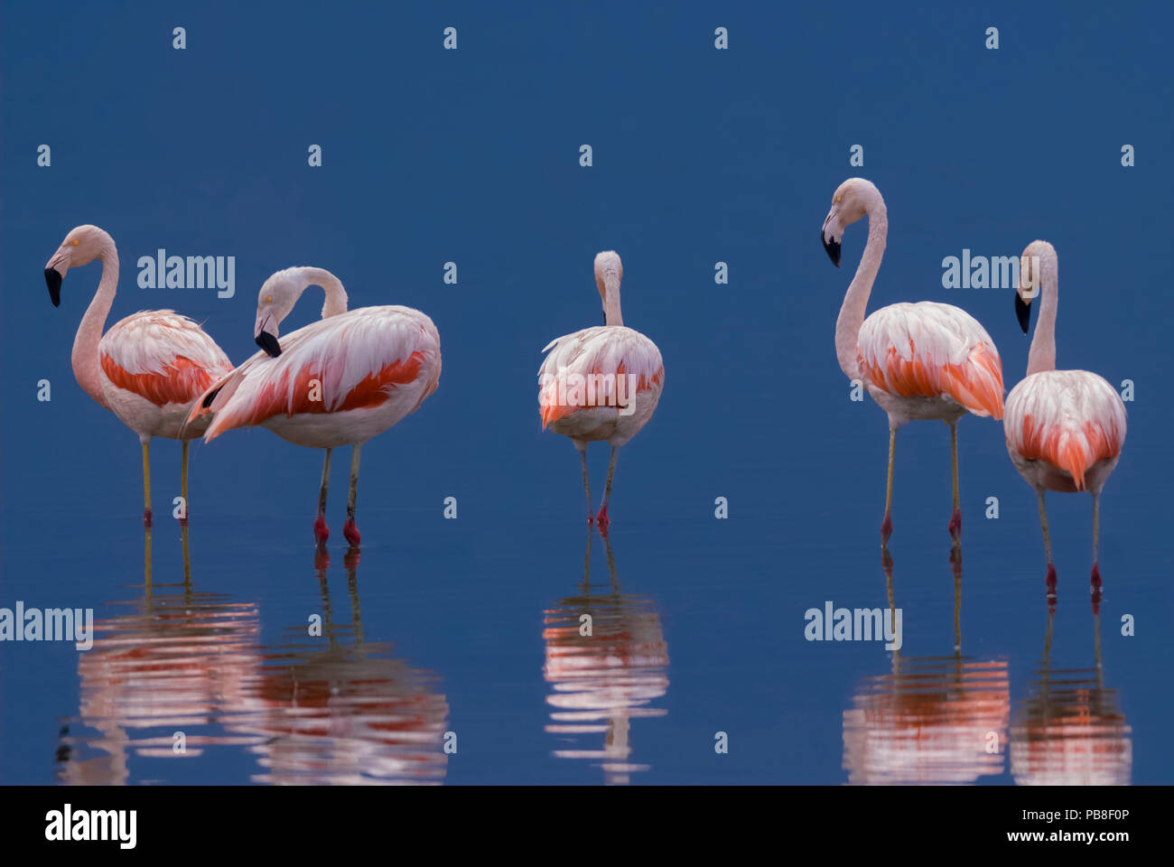Chilean Flamingo, Phoenicopterus chilensis, La Pampa , Argentina Stock Photo