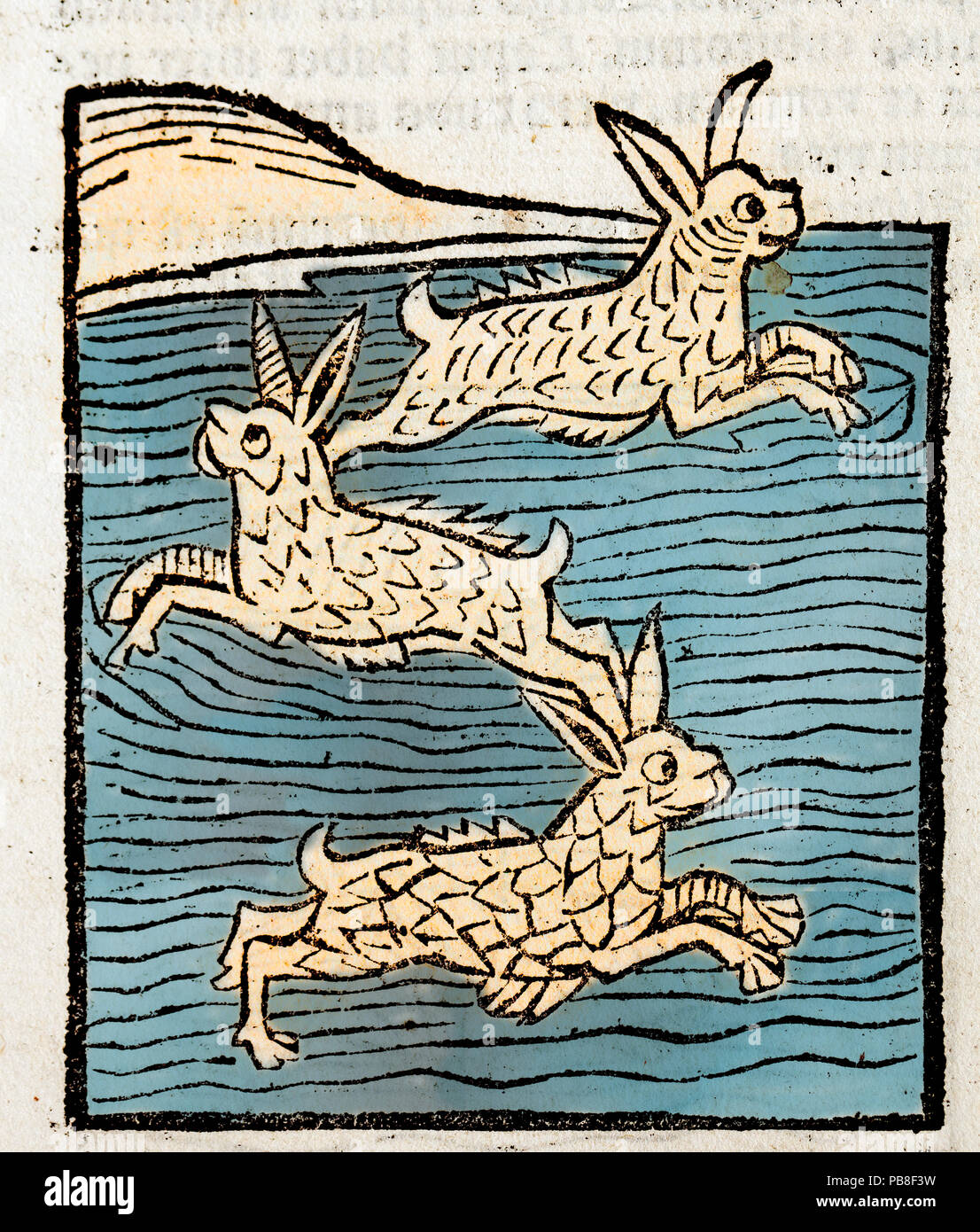 Woodblock illustration of Sea Hares from Ortus (Hortus) Sanitatis 1491 - translated from the Latin as 'Garden of Health'. During the middle ages all manner of land animals were thought to have their own scaled and finned equivalents in the sea. The Hortus was the first printed natural history encyclopaedia and was published by Jacob Meydenbach in Mainz, Germany in 1491 describing plants and animals (both real and mythical) together with minerals. Stock Photo