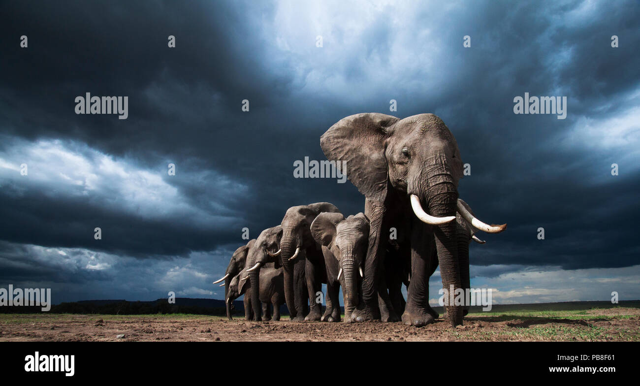 African elephants (Loxodonta africana) family herd feeding on loose soil for its minerals, with dramatic stormy skies behind, Maasai Mara National Reserve, Kenya.  Taken with remote wide angle camera. Stock Photo