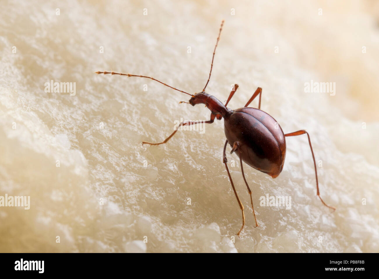 Cave beetle (Leptodirus hochenwartii)  a true troglobite (living only in caves). Endemic to karstic caves of Dinaric Alps, Slovenia, April. Stock Photo