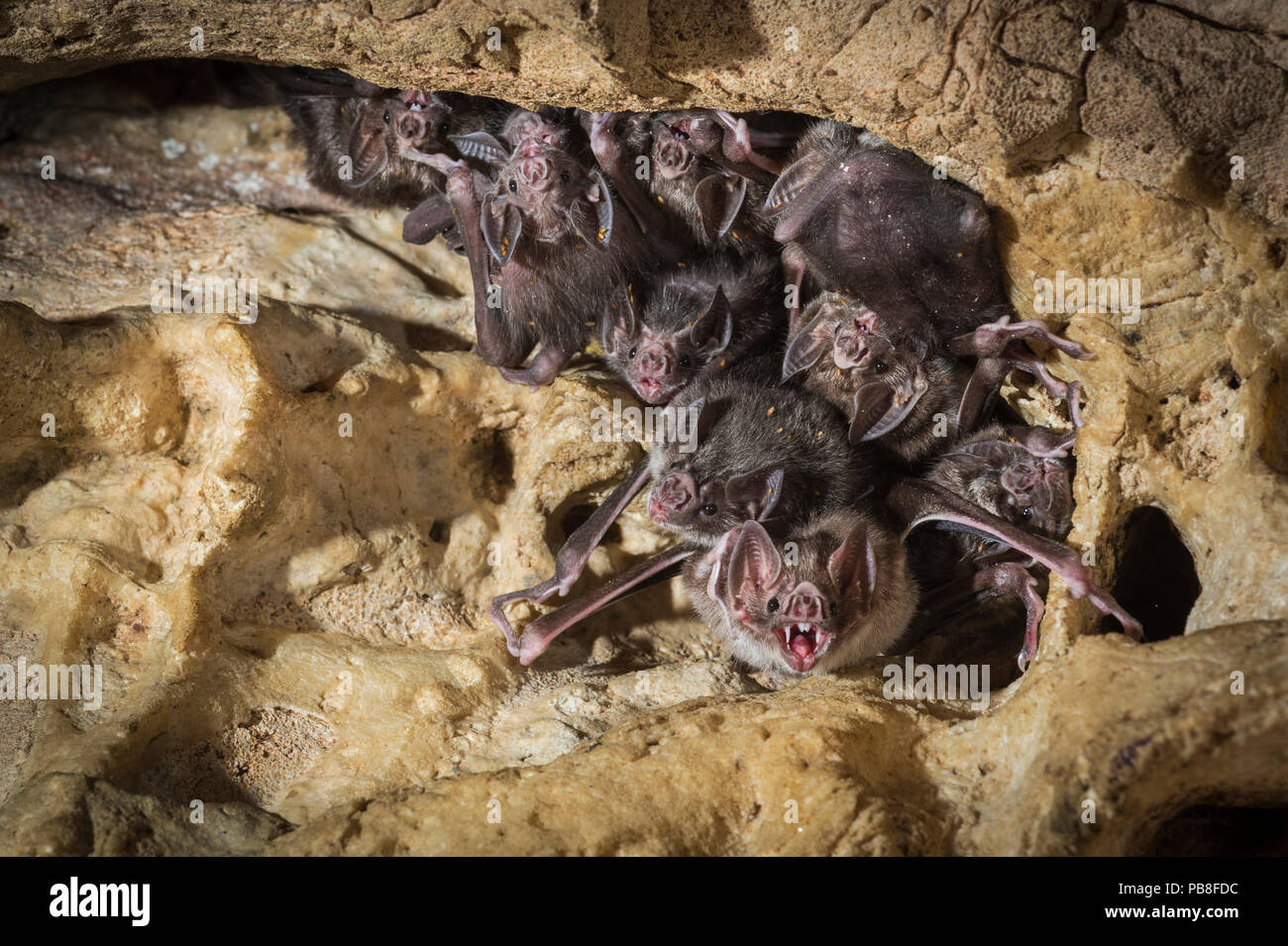 Common vampire bats (Desmodus rotundus) roosting in cave, Costa Rica. Stock Photo