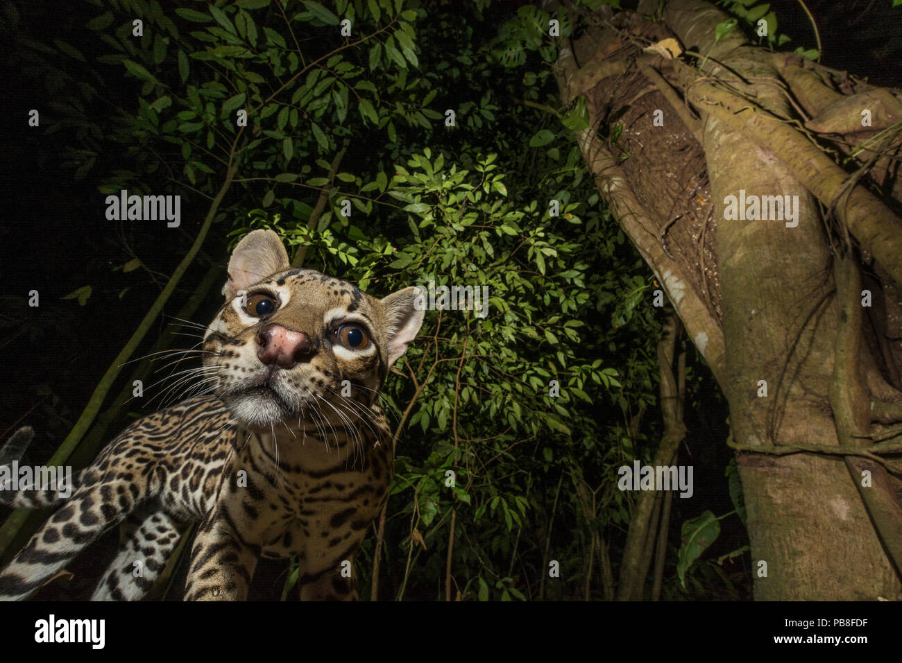 Ocelot (Leopardus pardalis) viewed from below. camera trap image, Nicoya Peninsula, Costa Rica. Stock Photo