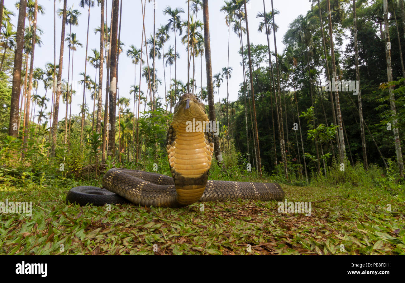 King cobra (Ophiophagus hannah), low wide angle perspective  Agumbe, Karnataka, Western Ghats, India. Vulnerable species Stock Photo