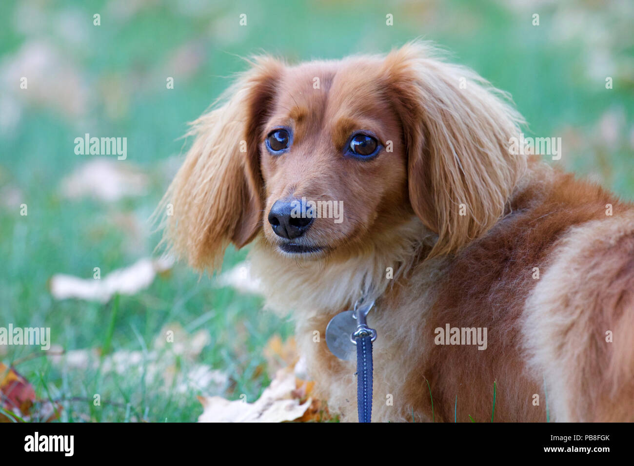 Long Haired Dog Stock Photos Long Haired Dog Stock Images Alamy