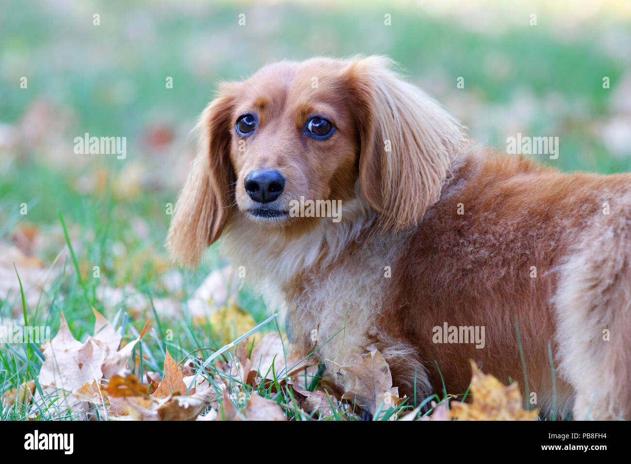 Long Haired And Short Haired Dogs Stock Photos Long Haired And