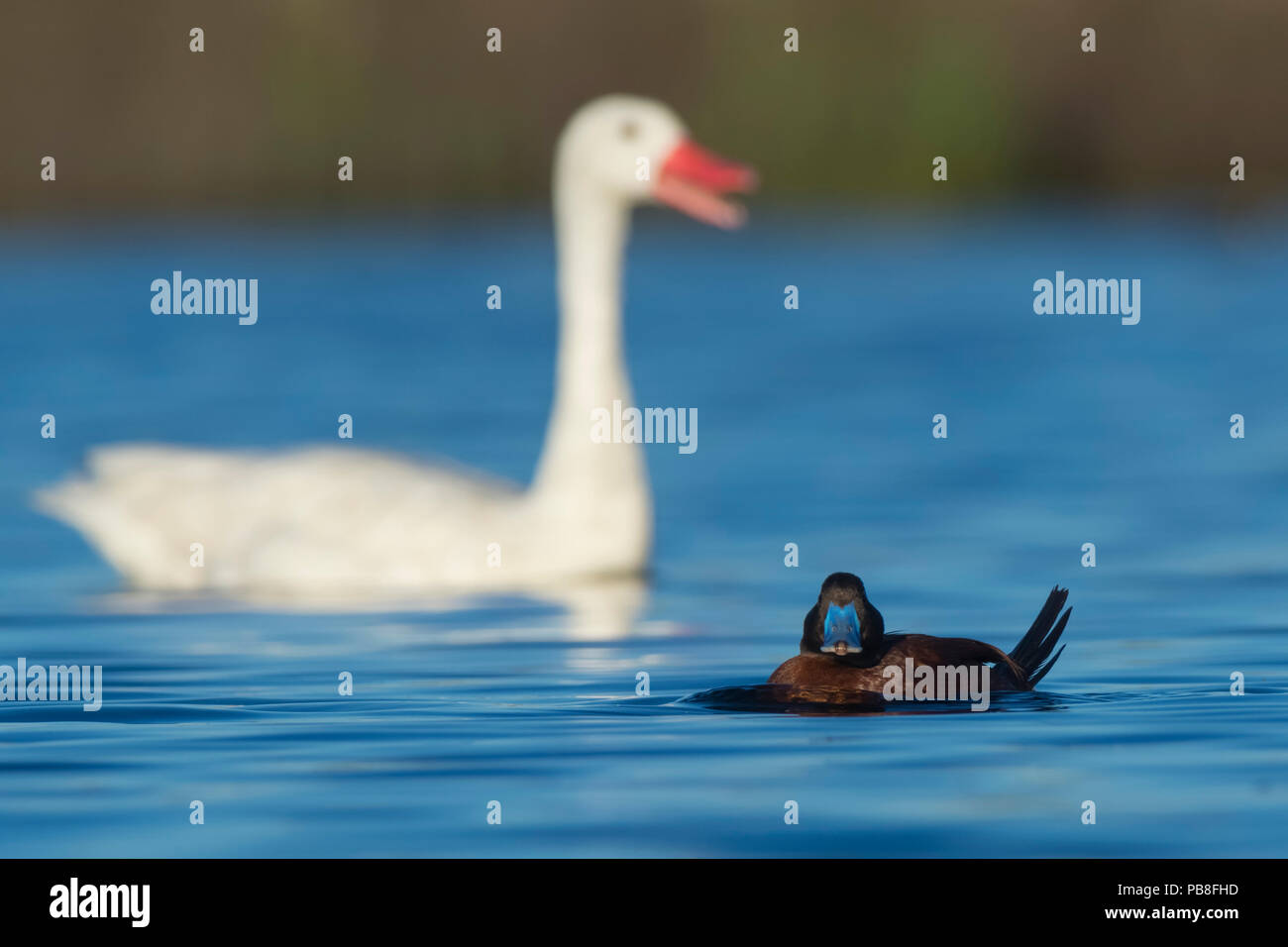 Lake duck (Oxyura vittata), male and Coscoroba swan, (Coscoroba coscoroba), La Pampa, Argentina Stock Photo