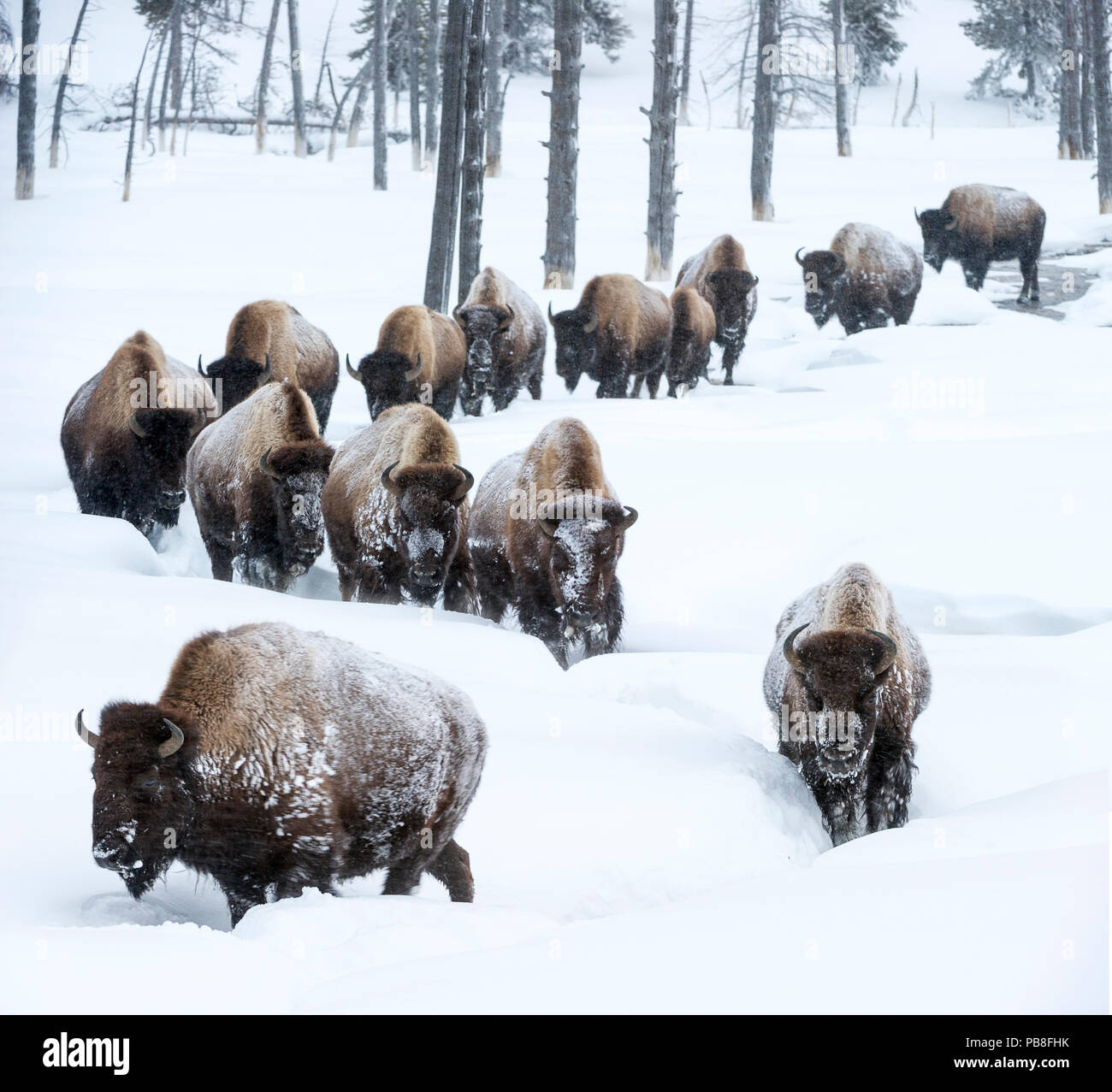 Buffalo On A Mountain Ridge In Winter Stock Photo - Download Image Now -  American Bison, Snow, Wyoming - iStock