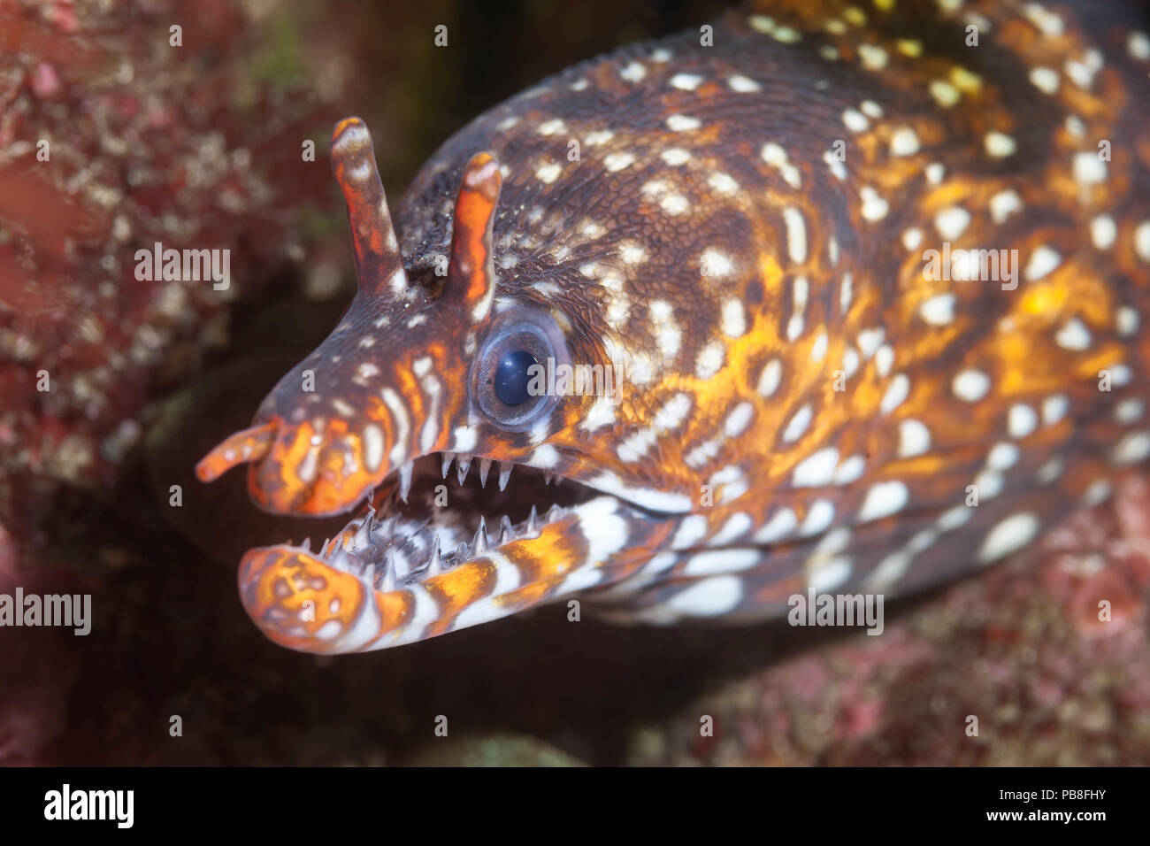 Dragon moray eel (Enchelycore pardalis) living among boulders and rock formations off the east coast of the Izu Peninsula in Japan. Stock Photo
