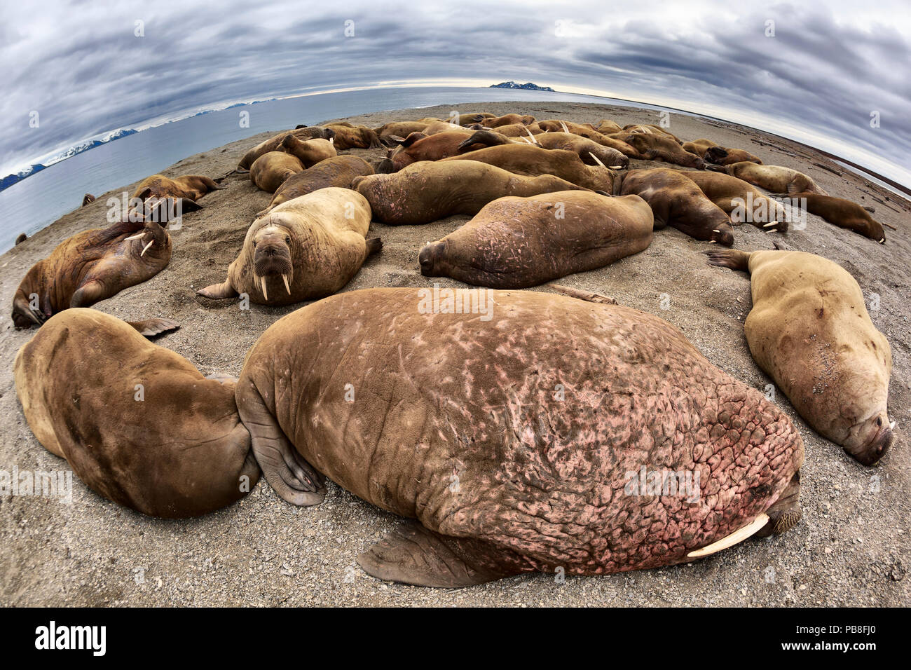 Atlantic walruses (Odobenus rosmarus rosmarus) wide angle view of large colony hauled up on a sandy beach area to rest, Svalbard, Norway, June Stock Photo