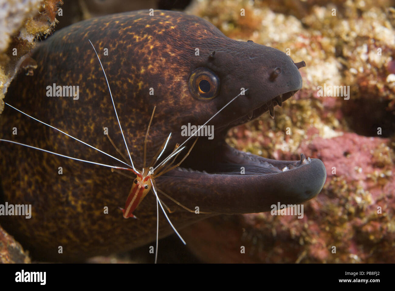 Giant moray eel (Gymnothorax javanicus) being cleaned by Scarlet cleaner shrimp (Lysmata amboinensis) Ambon, Indonesia Stock Photo