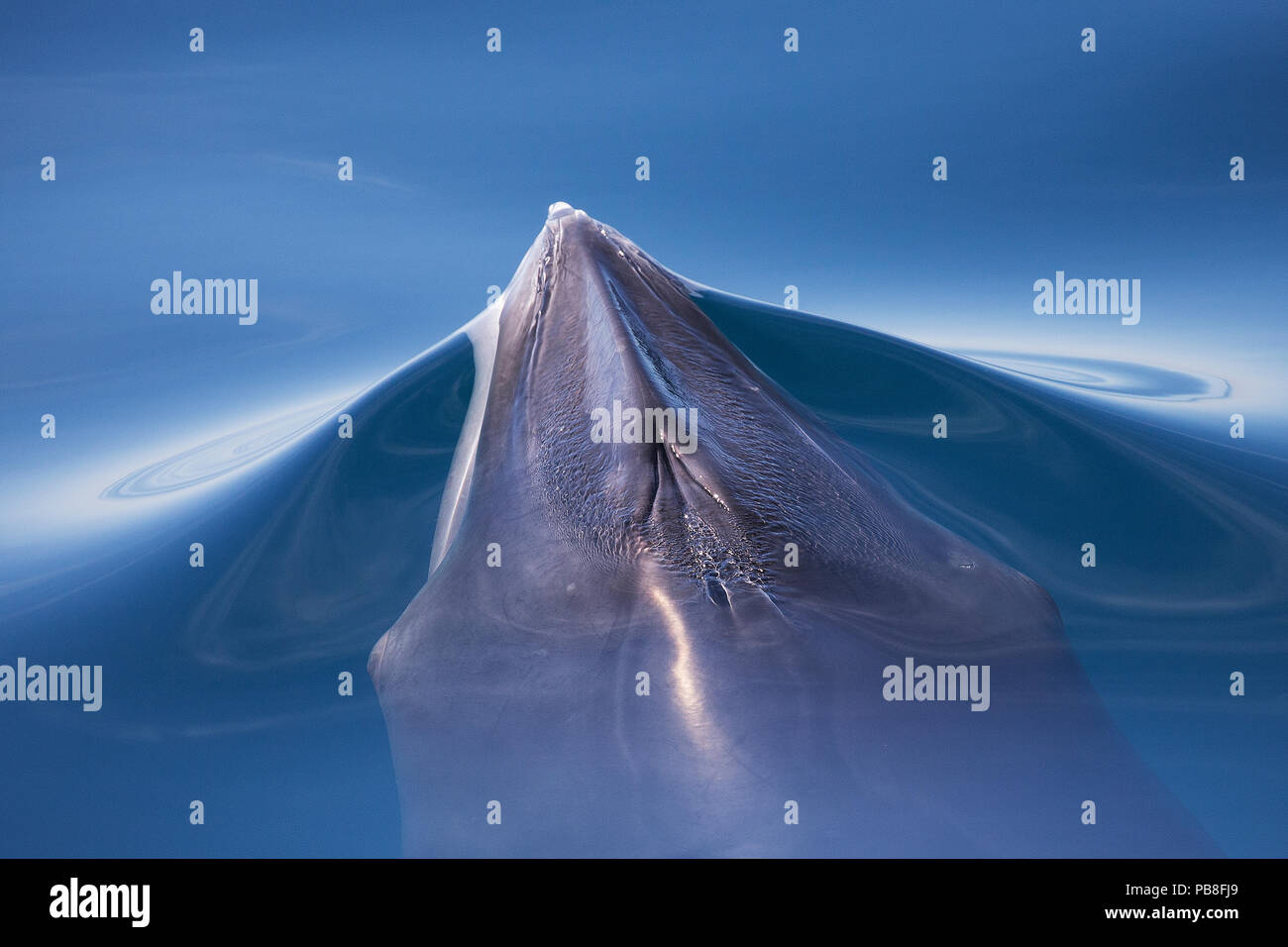 Above water whale wildlife hi-res stock photography and images - Alamy