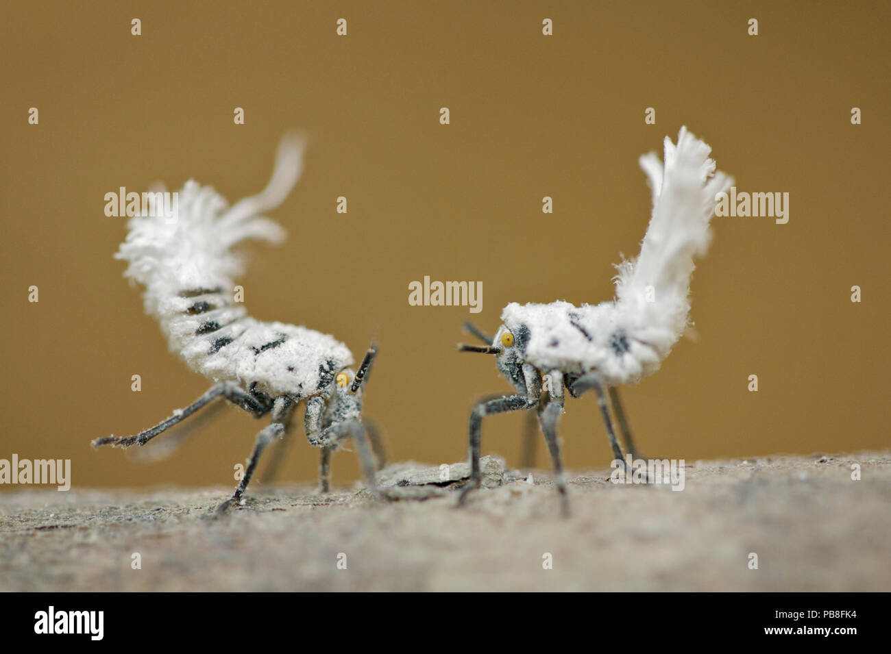 Flatid Leafhoppers (Phromnia rosea) nymphs, Ankarafantsika National ...