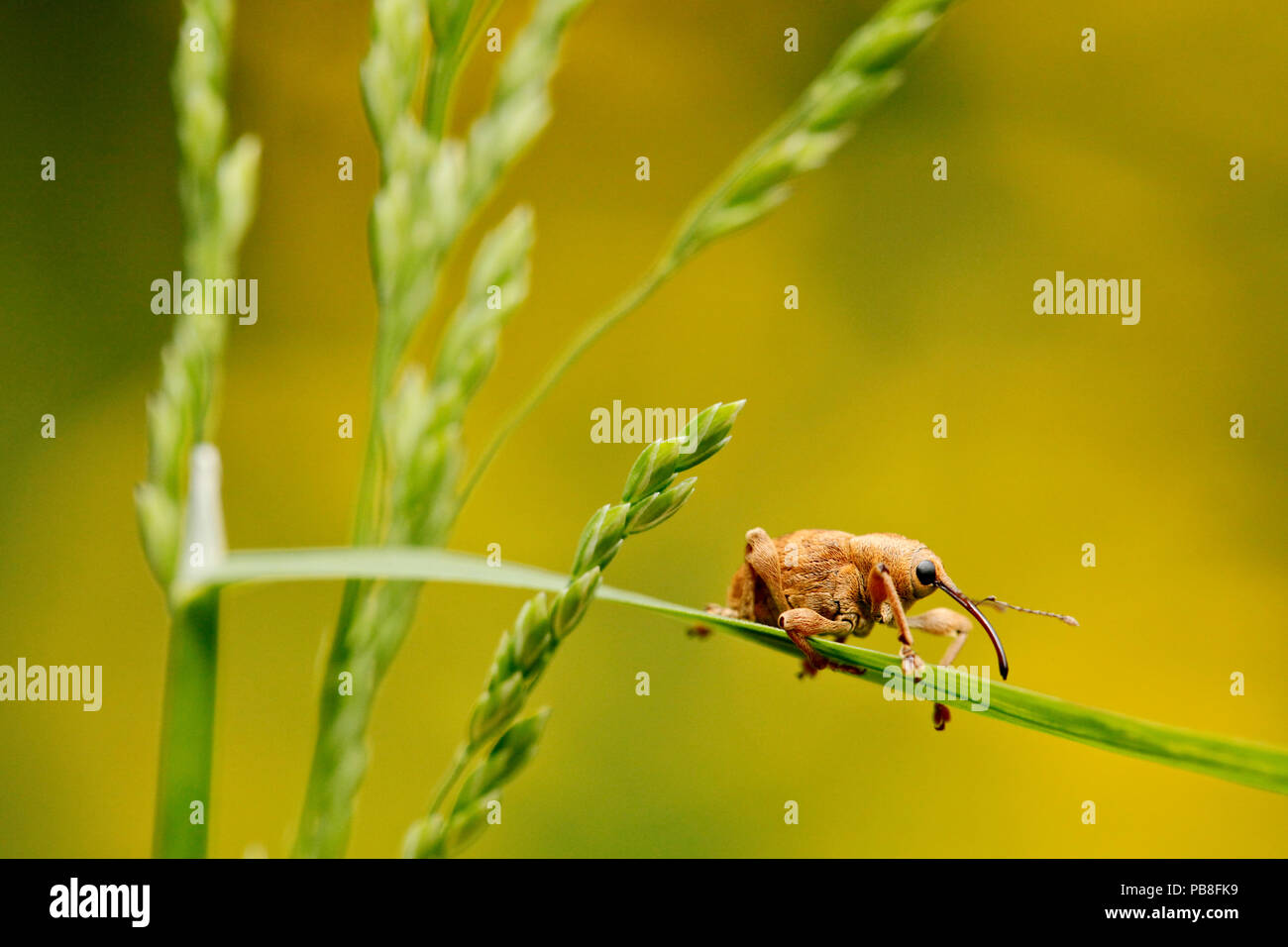 Hazelnut weevil (Curculio nucum) on a grass, La Brenne Regional Natural Park, France, May. Stock Photo